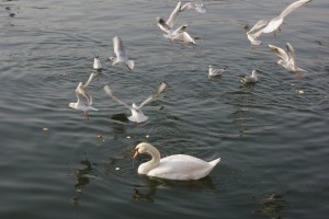 CEF - Oiseaux sur l'eau 